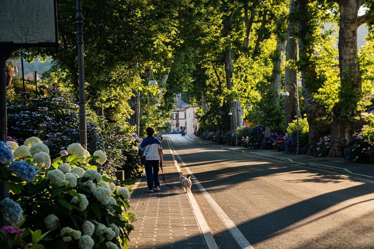 Begrünte Straße in einer Stadt mit Fahrbahn und Fußweg auf dem ein Fußgänger mit Hund zu sehen ist