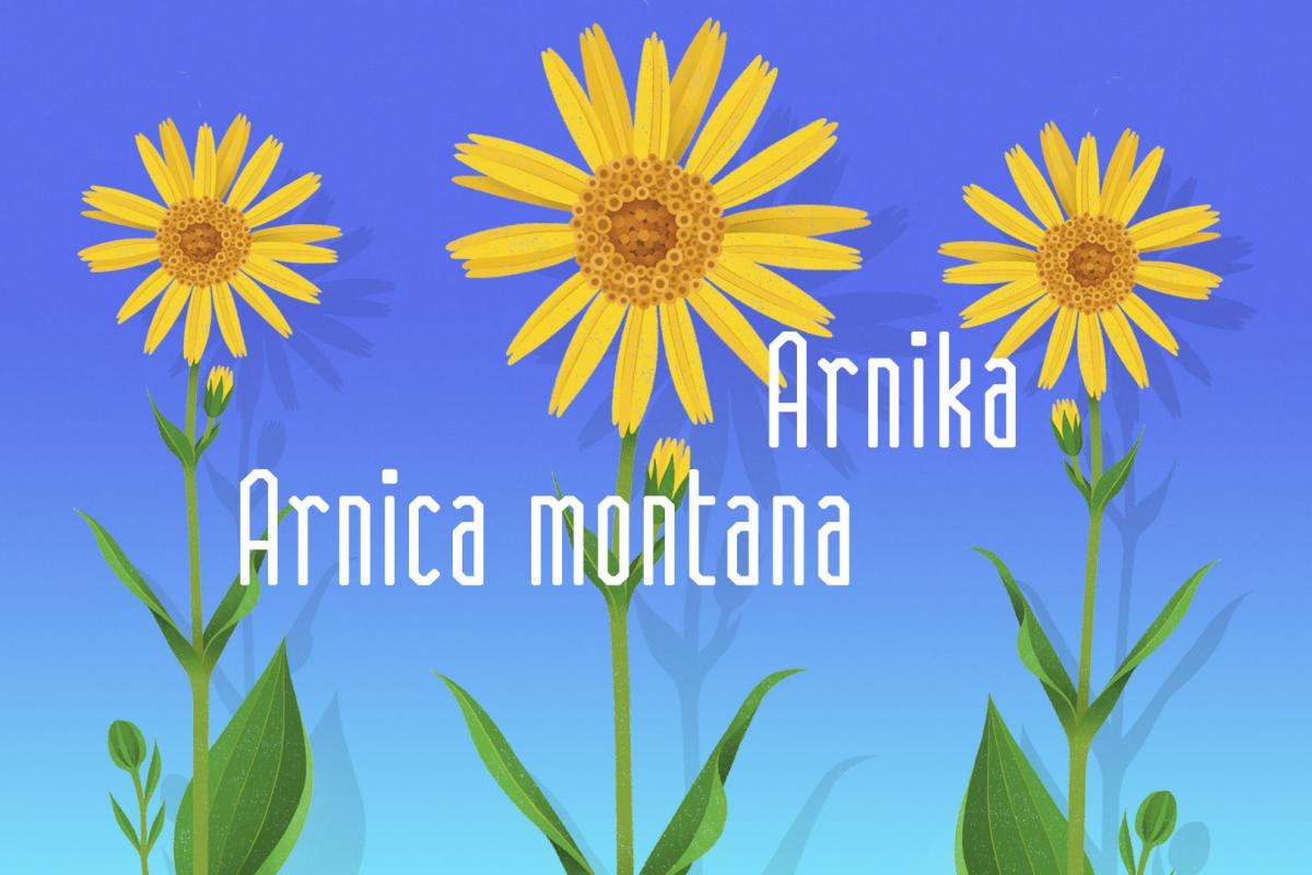 Illustration einer Arnika-Pflanze von Rike Hofmann