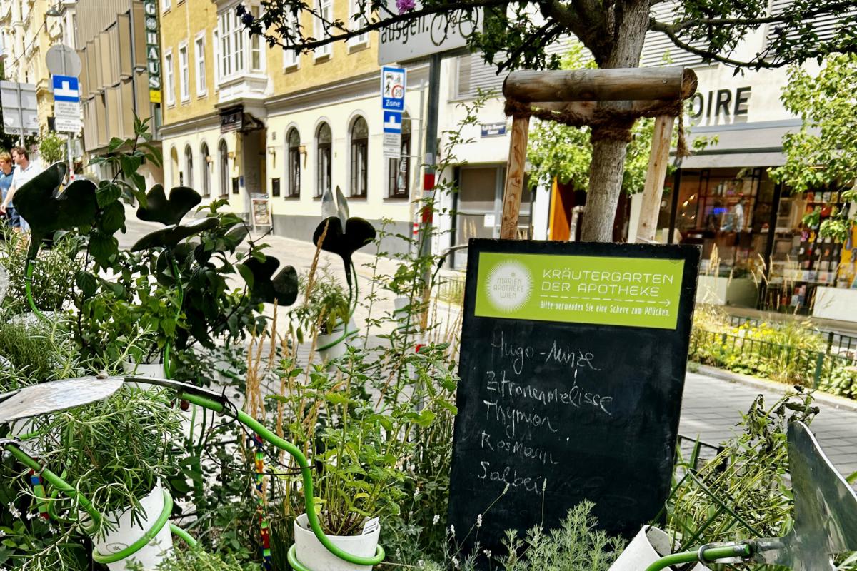 Kräuter-Beet der Marien Apotheke Wien in 1060 Wien